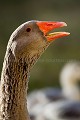 Portrait d'une oie domestique en train de cacarder dans une ferme Berry 
 Chassignoles 
 France 
 Indre 
 bassecour 
 bec 
 bill 
 cacarder 
 call 
 campagne 
 country 
 cri 
 dents 
 farm 
 ferme 
 goose 
 head 
 oie 
 oiseau 
 orange 
 palmipède 
 portrait 
 rural 
 teeth 
 tête 
 France, 
 Berry, 