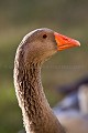 Portrait d'une oie domestique dans une ferme  --  Close-up of a Domestic Goose n a farm. 
 Berry 
 Chassignoles 
 France 
 Indre 
 bassecour 
 bec 
 bill 
 cacarder 
 call 
 campagne 
 country 
 cri 
 dents 
 farm 
 ferme 
 goose 
 head 
 oie 
 oiseau 
 orange 
 palmipède 
 portrait 
 rural 
 teeth 
 tête 
 France, 
 Berry,  