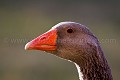 Portrait d'une oie domestique dans une ferme  --  Close-up of a Domestic Goose n a farm. 
 Berry 
 Chassignoles 
 France 
 Indre 
 bassecour 
 bec 
 bill 
 cacarder 
 call 
 campagne 
 cornes 
 country 
 cri 
 dents 
 farm 
 ferme 
 goose 
 head 
 oie 
 oiseau 
 orange 
 palmipède 
 portrait 
 rural 
 teeth 
 tête 
 France, 
 Berry,  