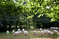  Berry 
 France 
 Indre 
 campagne 
 country 
 farm 
 ferme 
 rural,
vaches,
cattle,
troupeau,
herd,
 