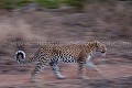 Léopard (Panthera pardus) Afrique du Sud.  --  Leopard (Panthera pardus)  South Africa. 
 Afrique 
 Afrique Australe 
 Afrique du Sud 
 Afrique du sud 
 Kruger 
 Motswari 
 Panthera 
 Private 
 Thornybush 
 big 
 big five 
 brousse 
 bush 
 five 
 félin 
 male 
 mammal 
 mammifère 
 mâle 
 nature 
 pardus 
 predator 
 privée 
 prédateur 
 reserve 
 réserve 
 sauvage 
 tacheté 
 tâche 
 wildlife 
 South Africa, 
 Kruger NP,  