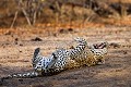 Léopard (Panthera pardus) Afrique du Sud.  --  Leopard (Panthera pardus)  South Africa. 
 Afrique 
 Afrique Australe 
 Afrique du Sud 
 Afrique du sud 
 N'Kaya 
 Panthera 
 Private 
 South Africa 
 Thorny Bush 
 Thornybush 
 animal 
 big 
 big five 
 brousse 
 bush 
 faune 
 five 
 félin 
 male 
 mammal 
 mammifère 
 mâle 
 nature 
 pardus 
 predator 
 privée 
 prédateur 
 reserve 
 réserve 
 sauvage 
 tacheté 
 tâche 
 wildlife 
 South Africa, 
 Kruger NP,  