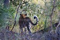 Léopard en chasse  (Panthera pardus) Afrique du Sud.  --  Leopard hunting (Panthera pardus)  South Africa. 
 Afrique 
 Kruger 
 Leopard 
 Motswari 
 Panthera 
 félin 
 léopard 
 réserve  