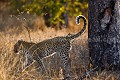 Léopard (Panthera pardus) Afrique du Sud.  --  Leopard (Panthera pardus)  South Africa. 
 Afrique 
 Afrique Australe 
 Afrique du Sud 
 Afrique du sud 
 Kruger 
 Motswari 
 Panthera 
 Private 
 Thornybush 
 big 
 big five 
 brousse 
 bush 
 five 
 félin 
 male 
 mammal 
 mammifère 
 mâle 
 nature 
 pardus 
 predator 
 privée 
 prédateur 
 reserve 
 réserve 
 sauvage 
 tacheté 
 tâche 
 wildlife 
 South Africa, 
 Kruger NP,  