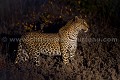 Léopard (Panthera pardus) Afrique du Sud.  --  Leopard (Panthera pardus)  South Africa. 
 Afrique 
 Afrique Australe 
 Afrique du Sud 
 Afrique du sud 
 Kruger 
 Motswari 
 Panthera 
 Private 
 Thornybush 
 big 
 big five 
 brousse 
 bush 
 five 
 félin 
 male 
 mammal 
 mammifère 
 mâle 
 nature 
 pardus 
 predator 
 privée 
 prédateur 
 reserve 
 réserve 
 sauvage 
 tacheté 
 tâche 
 wildlife 
 South Africa, 
 Kruger NP,  