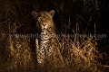 Léopard male adulte la nuit en brousse. (Panthera pardus). Sabi Sand Private Game Reserve. South Africa. Afrique 
 Afrique Australe 
 Afrique du Sud 
 Afrique du sud 
 Central 
 Idube 
 Kruger 
 Leopard 
 Nottens 
 Okavango 
 Panthera 
 Panthera pardus 
 People 
 Pirvate Game Reserve 
 Private 
 Sabi 
 Sabi Sand 
 San 
 South Africa 
 african 
 animal 
 arbre 
 big five 
 brousse 
 bush 
 carnivore 
 chasseur 
 cold 
 common 
 commun 
 craintif 
 dark 
 darkness 
 dusk 
 efficient 
 elusive 
 félin 
 game 
 gens 
 hiver 
 hunter 
 léopard 
 mammal 
 mammifère 
 night 
 nocturnal 
 nocturne 
 nuit 
 pardus 
 predateur 
 predator 
 prédateur 
 pénombre 
 reserve 
 secretive 
 solitaire 
 solitary 
 sombre 
 spot 
 spotted 
 sunset 
 taches 
 tradition 
 village 
 wildlife 
 winter 