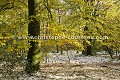 Forêt de Bretagne à l'automne... 2005 sous la neige. Les arbres avaient encore toutes leurs feuilles, ce qui avait déjà provoqué en son temps des pannes de courant et de téléphone, les branches ayant cassé sous le poids de la neige lourde. 
5 ans après , l'Etat n'a pas pris la moindre mesure, on continue d'avoir notre électricité transportée par des câbles aériens... ça c'est une énorme erreur en cas de fortes chutes de neige.

Les médias n'arrêtent pas de nous dire des énormités : "il n'a pas neigé comme ça depuis 30 ans en Bretagne à cette saison". Ben voyons, cette image  a été prise le 27 novembre 2005 en Ille et Vilaine près de Rennes... ON VOUS MENT ! arbre 
 forêt 
 neige 
 hiver 
 novembre 
 season 
 saison 