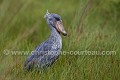 Bec en sabot (Balaeniceps rex), Ouganda. Image 1/6 Africa 
 Afrique 
 Balaeniceps,
rex,
 Bec en sabot 
 Mabama 
 Ouganda 
 Shoebill 
 Stork 
 Uganda 
 bec 
 bird 
 cigogne 
 endangered 
 marais 
 marsh 
 oiseau 
 sabot,
bec 