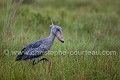 Bec en sabot en pleine pêche (Balaeniceps rex). Ouganda. Image 2/6 Africa 
 Afrique 
 Balaeniceps,
rex, 
 Bec en sabot 
 Mabama 
 Ouganda 
 Shoebill 
 Stork 
 Uganda 
 bec 
 bird 
 cigogne 
 endangered 
 marais 
 marsh 
 oiseau 
 sabot 