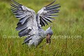 Bec en sabot en pleine pêche (Balaniceps rex). Ouganda. Image 3/6 Africa 
 Afrique 
 Balaniceps 
 Bec en sabot 
 Mabama 
 Ouganda 
 Shoebill 
 Stork 
 Uganda 
 bec 
 bird 
 cigogne 
 endangered 
 marais 
 marsh 
 oiseau 
 sabot 