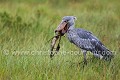 Bec en sabot en pleine pêche (Balaeniceps rex). Ouganda. Image 4/6. Capture d'un dipneuste, un poisson très particulier ressemblant un peu à une anguille. Africa 
 Afrique 
 Balaeniceps 
 Bec en sabot 
 Mabama 
 Ouganda 
 Shoebill 
 Stork 
 Uganda 
 bec 
 bird 
 cigogne 
 endangered 
 marais 
 marsh 
 oiseau 
 sabot,
dipneuste, 
rex,
poisson,
 