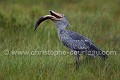 Bec en sabot en pleine pêche (Balaeniceps rex). Ouganda. Image 5/6. Capture d'un Dipneuste, un poisson très particulier ressemblant un peu à une anguille. Africa 
 Afrique 
 Balaeniceps,
rex,
 Bec en sabot 
 Mabama 
 Ouganda 
 Shoebill 
 Stork 
 Uganda 
 bec 
 bird 
 cigogne 
 endangered 
 marais 
 marsh 
 oiseau 
 sabot,
poisson,
Dipneuste,
rex,
 