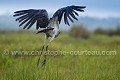 Bec en sabot, envol après la pêche (Balaeniceps rex). Ouganda. Image 6/6 Africa 
 Afrique 
 Balaeniceps,
rex, 
 Bec en sabot 
 Mabama 
 Ouganda 
 Shoebill 
 Stork 
 Uganda 
 bec 
 bird 
 cigogne 
 endangered 
 marais 
 marsh 
 oiseau 
 sabot 