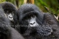 Gorilles de montagne, jeunes sous la pluie, Parc National des Volcans, Rwanda.(Gorilla gorilla berengei). Agashya Group. Africa 
 Afrique 
 Agashya 
 Ape 
 Gorilla 
 Group 13 
 Groupe 13 
 National 
 Parc 
 Park 
 Rwanda 
 Volcanoes 
 Volcans 
 gorille 
 great 
 primate ,
berengei,
 