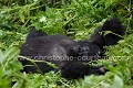 Gorille de montagne, jeune adulte en train de faire la sieste. Groupe Susa. (Gorilla gorilla berengei). Parc National des Volcans. Rwanda. Africa 
 Afrique 
 Ape 
 Gorilla 
 Park 
 Rwanda 
 Susa 
 Volcanoes 
 Volcans 
 gorille 
 great 
 mammal 
 mammifère 
 singe ,
sieste,
repos, 
dormir,
nap,
siesta,
sleeping,
resting,
allongé,
laying,
jeune,
adulte,
young, 
Susa,
groupe,
berengei,
 