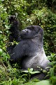 Dos argenté Gorille de montagne en train de manger des feuilles de lianes. Groupe Susa. (Gorilla gorilla berengei). Parc National des Volcans. Rwanda. Africa 
 Afrique 
 Ape 
 Gorilla 
 Park 
 Rwanda 
 Susa 
 Volcanoes 
 Volcans 
 gorille 
 great 
 mammal 
 mammifère 
 singe ,
eating,
manger,
feuilles,
lianes,
wines,
vines,
silverback,
dos,
argenté,
Susa,
male,
mâle,
berengei,
 