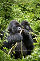 Gorilles de montagnes en train de manger, Dos argenté et jeune adulte en arrière plan. Groupe Susa. (Gorilla gorilla berengei). Parc National des Volcans, Rwanda. Africa 
 Afrique 
 Ape 
 Gorilla 
 Park 
 Rwanda 
 Susa 
 Volcanoes 
 Volcans 
 gorille 
 great 
 mammal 
 mammifère 
 singe ,
manger,
eating,
silverback,
dos,
argenté,
mâle,
male,
deux,
two,
berengei,
Susa
 