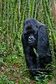 Dos argenté. Gorille de montagne. Parc National des Volcans. Rwanda. Agashya Group. (Gorilla gorilla berengei). Africa 
 Afrique 
 Agashya 
 Ape 
 Gorilla 
 Group 13 
 Groupe 13 
 National 
 Parc 
 Park 
 Rwanda 
 Volcanoes 
 Volcans 
 gorille 
 great 
 primate ,
berengei,
 
