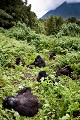 Gorilles de montagne au repos sur les pentes du volcan, groupe Agashya. (Gorilla gorilla berengei). Parc National des Volcans. Rwanda. Africa 
 Afrique 
 Agashya 
 Ape 
 Gorilla 
 Group 13 
 Groupe 13 
 National 
 Parc 
 Park 
 Rwanda 
 Volcanoes 
 Volcans 
 gorille 
 great 
 primate ,
berengei,
repos, 
ease,
 