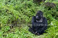 Dos argenté Gorille de Montagne. Kiki, Groupe Susa. (Gorilla gorilla berengei). Parc National des Volcans. Rwanda. Africa 
 Afrique 
 Ape 
 Gorilla 
 Park 
 Rwanda 
 Susa 
 Volcanoes 
 Volcans 
 gorille 
 great 
 mammal 
 mammifère 
 singe ,
Kiki,
silverback,
dos,
argenté,
mâle,
male,
ape,
great,
Susa,
berengei,
 