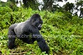 Dos argenté, gorille de montagne, Rwanda. (Gorilla gorilla berengei). Kiki, Susa Group. Africa 
 Afrique 
 Ape 
 Gorilla 
 Park 
 Rwanda 
 Susa 
 Volcanoes 
 Volcans 
 gorille 
 great 
 mammal 
 mammifère 
 singe,
Berengei,
Susa,
Group
 