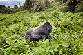 Dos argenté, gorille de montagne, Rwanda. (Gorilla gorilla berengei). Kiki, Susa Group. Africa 
 Afrique 
 Ape 
 Gorilla 
 Park 
 Rwanda 
 Susa 
 Volcanoes 
 Volcans 
 gorille 
 great 
 mammal 
 mammifère 
 singe,
Kiki,
silverback,
Berengei, 