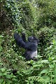 Dos argenté Gorille de montagne en train de manger des feuilles de lianes. Groupe Susa. (Gorilla gorilla berengei). Parc National des Volcans. Rwanda. Africa 
 Afrique 
 Ape 
 Gorilla 
 Park 
 Rwanda 
 Susa 
 Volcanoes 
 Volcans 
 gorille 
 great 
 mammal 
 mammifère 
 singe ,
vine,
feuilles,
leaves,
silverback,
male,
mâle,
dos,
argenté,
Susa,
berengei,
 