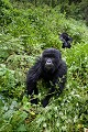 Jeune Gorille de montagne. Photo prise au 17 mm, distance de seulement quelques dizaines de centimètres, il s'est approché pour attraper mon pantalon de pluie... Groupe Susa. (Gorilla gorilla berengei). Parc National des Volcans. Rwanda. Africa 
 Afrique 
 Ape 
 Gorilla 
 Park 
 Rwanda 
 Susa 
 Volcanoes 
 Volcans 
 gorille 
 great 
 mammal 
 mammifère 
 singe ,
Susa,
young,
jeune,
berengei,
 