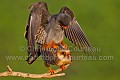 Couple de faucon Kobez. Accouplement.
(Falco vesperstinus)
Hongrie.
 Europe 
 Hongrie 
 Hortobagy 
 Hungaria 
 National 
 Park 
 parc,
Aves 
 Birds 
 Falco vespertinus 
 Falconidae 
 Falconidés 
 Falconiformes 
 Faucon 
 Faucon kobez 
 Hongrie
 Hungaria 
 Kobez 
 OISEAUX 
 Red-footed Falcon 
 bird 
 oiseau,
proie,
offrande,
cadeau,
amphibien,
grenouille,
Hongrie,
Hungaria,
parade,
nuptiale,
 Europe 
 Hongrie 
 Hortobagy 
 Hungaria 
 National 
 