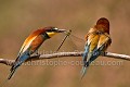 Couple de Guêpiers d'Europe. Le mâle fait une offrande (libellule) à une femelle qui l'ignore superbement...
(Merops apiaster). Aves 
 Birds 
 Coraciiformes 
 European Bee-eater 
 Guêpier d'Europe 
 Merops apiaster 
 Méropidae 
 Méropidés 
 OISEAUX,
offrande,
cadeau,
séduction,
libellule,
 