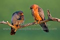 Couple de faucon Kobez. Le mâle à gauche apporte une offrande (grenouille) à la femelle située à droite. 
(Falco vesperstinus)
Hongrie.
 Aves 
 Birds 
 Falco vespertinus 
 Falconidae 
 Falconidés 
 Falconiformes 
 Faucon 
 Faucon kobez 
 Hongrie
 Hungaria 
 Kobez 
 OISEAUX 
 Red-footed Falcon 
 bird 
 oiseau,
proie,
offrande,
cadeau,
amphibien,
grenouille,
Hongrie,
Hungaria,
parade,
nuptiale,
 Europe 
 Hongrie 
 Hortobagy 
 Hungaria 
 National 
 Park 
 parc 