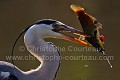 Héron cendré et sa proie, un poisson chat.
(Ardea cinerea).
 Ardea cinerea 
 Ardéidae 
 Ardéidés 
 Aves 
 Birds 
 Grey Heron 
 Héron cendré 
 OISEAUX 
 Pélécaniformes 
 affût 
 roselière,
poisson,
pêcher,
fishing,
fish,
catch,
attraper,
embrocher,
bec,
beak,
 