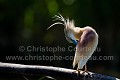 Crabier chevelu en train de faire sa toilette matinale.
(Ardeola ralloides)
Hongrie Ardeola ralloides 
 Ardéidae 
 Ardéidés 
 Aves 
 Birds 
 Crabier chevelu 
 Hongrie 
 OISEAUX 
 Pélécaniformes 
 Squacco Heron,
Hongrie, 
