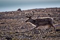 Renne du Spitzberg en été. Pelage de transition. {Rangifer tarandus platyrhynchus} Svalbard, Norway. Artiodactyla 
 Artiodactyles 
 Caribou 
 Cervidae 
 Cervidés 
 Europe 
 Mammalia 
 Mammals 
 Norvège 
 Norway 
 Rangifer tarandus 
 Rangifer tarandus platyrhynchus 
 Reindeer 
 Renne 
 Spitzberg 
 Spitzbergen 
 Svalbard 
 archipel 
 arctic 
 arctique 
 expédition 
 littoral 
 mammifères 
 mer 
 nord 
 nordique 
 océan 
 polaire 
 pôle 
 reindeer 
 summer 
 tourism 
 tourisme 
 travel 
 voyage 
 été 
 île 
 Norway - Norvège, 
 Spitzberg / Svalbard, 