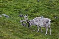 Renne du Spitzberg. {Rangifer tarandus platyrhynchus} Svalbard, Norway. Artiodactyla 
 Artiodactyles 
 Caribou 
 Cervidae 
 Cervidés 
 Europe 
 Mammalia 
 Mammals 
 Norvège 
 Norway 
 Rangifer 
 Rangifer tarandus 
 Reindeer 
 Renne 
 Spitzberg 
 Trygghamna 
 archipel 
 arctic 
 arctique 
 littoral 
 mammifères 
 mer 
 nord 
 nordique 
 océan 
 platyrhynchus 
 tarandus 
 tourism 
 tourisme 
 travel 
 voyage 
 île 
 Norway - Norvège, 
 Spitzberg / Svalbard, 