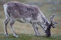 Renne du Spitzberg en mue, début d'été (juillet). {Rangifer tarandus platyrhynchus} Svalbard, Norway. Artiodactyla 
 Artiodactyles 
 Caribou 
 Cervidae 
 Cervidés 
 Europe 
 Mammalia 
 Mammals 
 Norvège 
 Norway 
 Rangifer 
 Rangifer tarandus 
 Reindeer 
 Renne 
 Spitzberg 
 Trygghamna 
 archipel 
 arctic 
 arctique 
 littoral 
 mammifères 
 mer 
 nord 
 nordique 
 océan 
 platyrhynchus 
 tarandus 
 tourism 
 tourisme 
 travel 
 voyage 
 île 
 Norway - Norvège, 
 Spitzberg / Svalbard, 