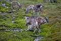 Renne du Spitzberg. Femelle allaitant son jeune.
 {Rangifer tarandus platyrhynchus} Svalbard, Norway. Artiodactyla 
 Artiodactyles 
 Caribou 
 Cervidae 
 Cervidés 
 Europe 
 Mammalia 
 Mammals 
 Norvège 
 Norway 
 Rangifer 
 Rangifer tarandus 
 Reindeer 
 Renne 
 Spitzberg 
 Trygghamna 
 allaiter 
 archipel 
 arctic 
 arctique 
 calf 
 herd 
 jeune 
 littoral 
 mammifères 
 mer 
 milking 
 nord 
 nordique 
 océan 
 petit 
 platyrhynchus 
 tarandus 
 tourism 
 tourisme 
 travel 
 troupeau 
 veau 
 voyage 
 île 
 Norway - Norvège, 
 Spitzberg / Svalbard, 