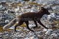 Renard arctique en fourrure d'été sombre. (Alopex / Vulpes lagopus). Spitzberg, Svalbard, Norvège. Alopex lagopus 
 Arctic Fox 
 Canidae 
 Canidés 
 Carnivora 
 Carnivores 
 Europe 
 Mammalia 
 Mammals 
 Norvège 
 Norway 
 Renard isatis 
 Renard polaire 
 Spitzberg 
 Svalbard 
 archipel 
 arctic 
 arctique 
 expédition 
 littoral 
 mammifères 
 mer 
 nord 
 nordique 
 océan 
 polaire 
 pôle 
 tourism 
 tourisme 
 travel 
 voyage 
 île 
 Norway - Norvège, 
 Spitzberg / Svalbard, 