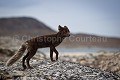 Renard arctique en fourrure d'été sombre. (Alopex / Vulpes lagopus). Spitzberg, Svalbard, Norvège. Alopex lagopus 
 Arctic Fox 
 Canidae 
 Canidés 
 Carnivora 
 Carnivores 
 Europe 
 Mammalia 
 Mammals 
 Norvège 
 Norway 
 Renard isatis 
 Renard polaire 
 Spitzberg 
 Svalbard 
 archipel 
 arctic 
 arctique 
 expédition 
 littoral 
 mammifères 
 mer 
 nord 
 nordique 
 océan 
 polaire 
 pôle 
 tourism 
 tourisme 
 travel 
 voyage 
 île 
 Norway - Norvège, 
 Spitzberg / Svalbard, 