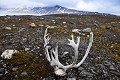 Crane et bois d'un Renne {Rangifer tarandus platyrhynchus}. Spitzberg, Svalbard, Norvège. Antlers 
 Artiodactyla 
 Artiodactyles 
 Caribou 
 Cervidae 
 Cervidés 
 Europe 
 Mammalia 
 Mammals 
 Norvège 
 Norway 
 Rangifer 
 Rangifer tarandus 
 Reindeer 
 Renne 
 Spitzberg 
 Trygghamna 
 archipel 
 arctic 
 arctique 
 bois 
 crane 
 littoral 
 mammifères 
 mer 
 nord 
 nordique 
 océan 
 platyrhynchus 
 skull 
 tarandus 
 tourism 
 tourisme 
 travel 
 voyage 
 île 
 Norway - Norvège, 
 Spitzberg / Svalbard, 