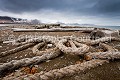 Bois flotés, cordages etc échoués sur une grève au Spiztberg. Poolepynten.
Il n'y a pas d'arbre au Sptizberg, tous les troncs viennent des côtes sibériennes, transportés par les courants marins.
Spitzberg, Svalbard, Norvège. Eté. Albarquel 
 Europe 
 Forlandsundet 
 Norvège 
 Norway 
 Plage 
 Poolepynten 
 Prins Karls Forland 
 Spitzberg 
 arbre 
 archipel 
 arctic 
 arctique 
 bois 
 bout 
 cordage 
 corde 
 croisière 
 expédition 
 flotté 
 grément 
 littoral 
 mer 
 océan 
 tourism 
 tourisme 
 travel 
 tree 
 tronc 
 voile 
 voilier 
 voyage 
 wood 
 échouage 
 île 
 Norway - Norvège, 
 Spitzberg / Svalbard, 