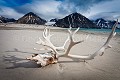 Crane et bois d'un Renne {Rangifer tarandus platyrhynchus}. Spitzberg, Svalbard, Norvège. Antlers 
 Artiodactyla 
 Artiodactyles 
 Baie de la Madeleine 
 Caribou 
 Cervidae 
 Cervidés 
 Europe 
 Mammalia 
 Mammals 
 Norvège 
 Norway 
 Rangifer 
 Rangifer tarandus 
 Reindeer 
 Renne 
 Spitzberg 
 Svalbard 
 archipel 
 bois 
 crane 
 littoral 
 mammifères 
 mer 
 océan 
 platyrhynchus 
 skull 
 tarandus 
 tourism 
 tourisme 
 travel 
 voyage 
 île 
 Norway,
Norvège, 
 Spitzberg,
Svalbard, 