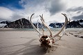 Crane et bois d'un Renne sur une plage de sable {Rangifer tarandus platyrhynchus}. Spitzberg, Svalbard, Norvège. Antlers 
 Artiodactyla 
 Artiodactyles 
 Baie de la Madeleine 
 Caribou 
 Cervidae 
 Cervidés 
 Europe 
 Mammalia 
 Mammals 
 Norvège 
 Norway 
 Rangifer 
 Rangifer tarandus 
 Reindeer 
 Renne 
 Spitzberg 
 Svalbard 
 archipel 
 bois 
 crane 
 littoral 
 mammifères 
 mer 
 océan 
 platyrhynchus 
 skull 
 tarandus 
 tourism 
 tourisme 
 travel 
 voyage 
 île 
 Norway,
Norvège, 
 Spitzberg,
Svalbard, 