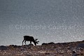 Renne du Spitzberg en été. Pelage de transition. {Rangifer tarandus platyrhynchus} Svalbard, Norway. Artiodactyla 
 Artiodactyles 
 Caribou 
 Cervidae 
 Cervidés 
 Europe 
 Mammalia 
 Mammals 
 Norvège 
 Norway 
 Rangifer tarandus 
 Rangifer tarandus platyrhynchus 
 Reindeer 
 Renne 
 Spitzberg 
 Spitzbergen 
 Svalbard 
 archipel 
 arctic 
 arctique 
 expédition 
 littoral 
 mammifères 
 mer 
 nord 
 nordique 
 océan 
 polaire 
 pôle 
 reindeer 
 summer 
 tourism 
 tourisme 
 travel 
 voyage 
 été 
 île 
 Norway - Norvège, 
 Spitzberg / Svalbard, 