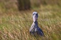 Bec en sabot (Balaeniceps rex) Lac Victoria. Ouganda. Afrique 
 Balaeniceps 
 Balaeniceps rex 
 Bec en sabot 
 Lake 
 Mabamba 
 Ouganda 
 Shoebill 
 Stork 
 Uganda 
 Victoria 
 bec 
 bird 
 cigogne 
 lac 
 marais 
 marsh 
 oiseau 
 rex 
 swamp 
 Ouganda, 