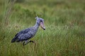 Bec en sabot en train de pêcher dans les marais (Balaeniceps rex) Lac Victoria. Ouganda. Afrique 
 Balaeniceps 
 Balaeniceps rex 
 Balaniceps 
 Bec en sabot 
 Lake 
 Mabamba 
 Ouganda 
 Shoebill 
 Stork 
 Uganda 
 Victoria 
 bec 
 bird 
 cigogne 
 endangered 
 lac 
 marais 
 marsh 
 oiseau 
 rex 
 sabot 
 swamp 
 Ouganda, 