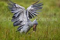 Bec en sabot (Balaeniceps rex) en train de pêcher un dipneuste (Protopterus sp) dans les marais.  Lac Victoria. Ouganda. Afrique 
 Balaeniceps 
 Balaeniceps rex 
 Balaniceps 
 Bec en sabot 
 Dipneuste 
 Lake 
 Lungfish 
 Mabamba 
 Ouganda 
 Protopterus 
 Shoebill 
 Stork 
 Uganda 
 Victoria 
 bec 
 bird 
 cigogne 
 endangered 
 fish 
 fishing 
 lac 
 marais 
 marsh 
 oiseau 
 pêcher 
 rex 
 sabot 
 swamp 
 Ouganda, 