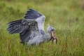 Bec en sabot (Balaeniceps rex) en train de pêcher un dipneuste (Protopterus sp) dans les marais.  Lac Victoria. Ouganda. Afrique 
 Balaeniceps 
 Balaeniceps rex 
 Balaniceps 
 Bec en sabot 
 Dipneuste 
 Lake 
 Lungfish 
 Mabamba 
 Ouganda 
 Protopterus 
 Shoebill 
 Stork 
 Uganda 
 Victoria 
 bec 
 bird 
 cigogne 
 endangered 
 fish 
 fishing 
 lac 
 marais 
 marsh 
 oiseau 
 pêcher 
 rex 
 sabot 
 swamp 
 Ouganda, 