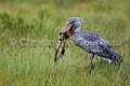 Bec en sabot (Balaeniceps rex) en train de pêcher un dipneuste (Protopterus sp) dans les marais. Lac Victoria. Ouganda. Afrique 
 Balaeniceps 
 Balaeniceps rex 
 Balaniceps 
 Bec en sabot 
 Dipneuste 
 Lake 
 Lungfish 
 Mabamba 
 Ouganda 
 Protopterus 
 Shoebill 
 Stork 
 Uganda 
 Victoria 
 bec 
 bird 
 cigogne 
 endangered 
 fish 
 fishing 
 lac 
 marais 
 marsh 
 oiseau 
 pêcher 
 rex 
 sabot 
 swamp 
 Ouganda, 