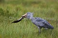 Bec en sabot (Balaeniceps rex) en train de pêcher un dipneuste (Protopterus sp) dans les marais. Lac Victoria. Ouganda. Afrique 
 Balaeniceps 
 Balaeniceps rex 
 Balaniceps 
 Bec en sabot 
 Dipneuste 
 Lake 
 Lungfish 
 Mabamba 
 Ouganda 
 Protopterus 
 Shoebill 
 Stork 
 Uganda 
 Victoria 
 bec 
 bird 
 cigogne 
 endangered 
 fish 
 fishing 
 lac 
 marais 
 marsh 
 oiseau 
 pêcher 
 rex 
 sabot 
 swamp 
 Ouganda, 